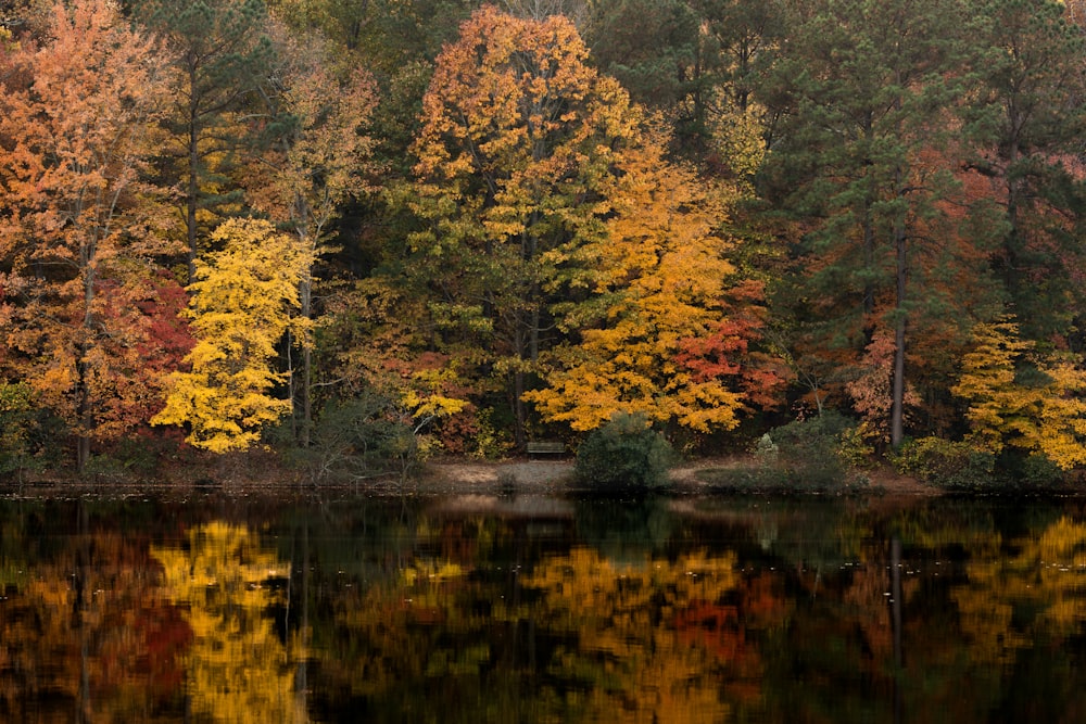 a body of water surrounded by lots of trees