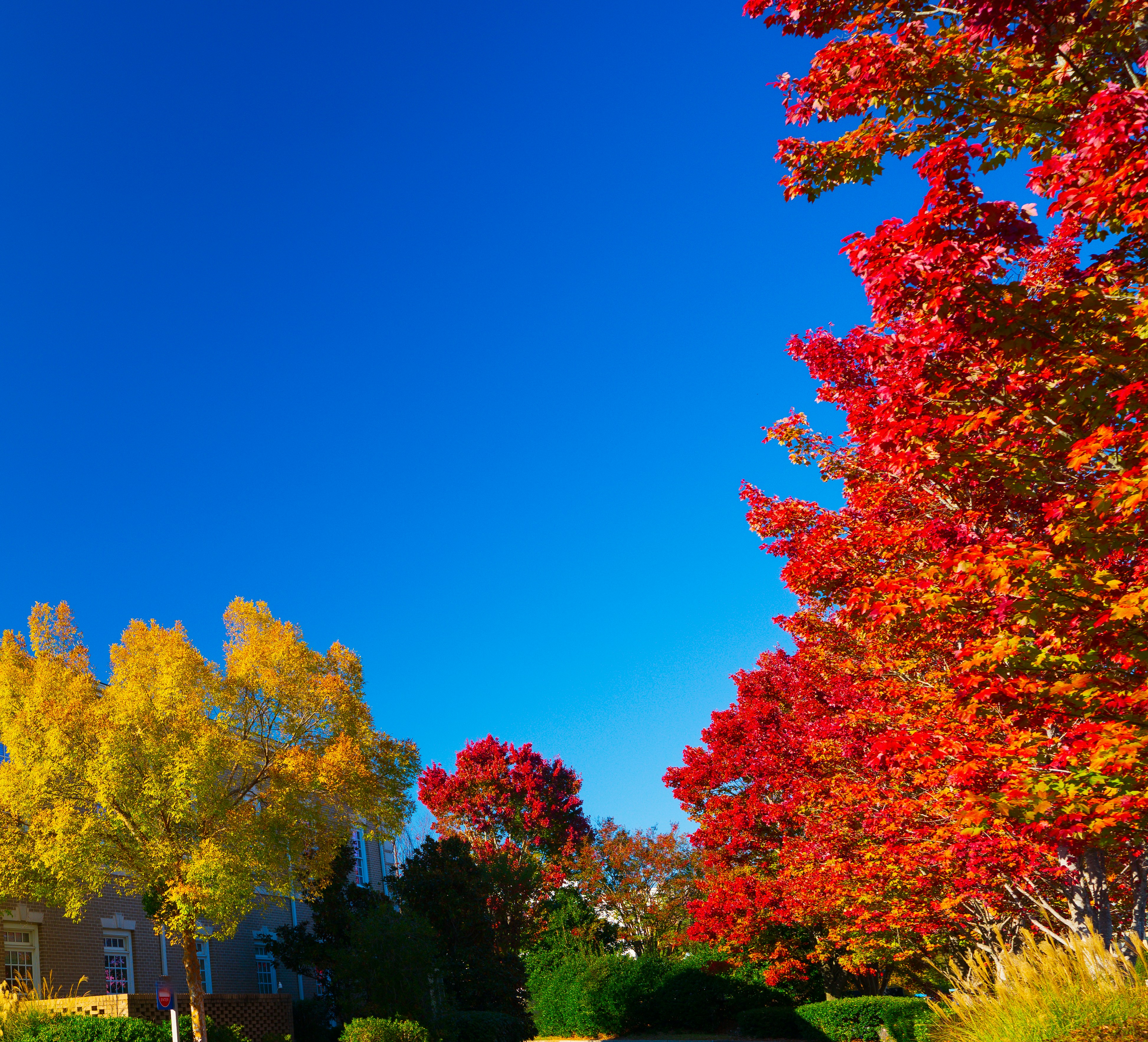 a street with trees and a building in the background