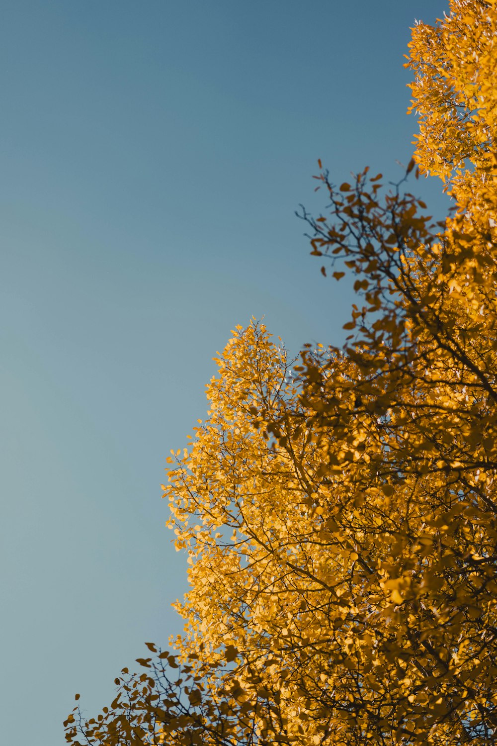 a tree with yellow leaves and a blue sky in the background