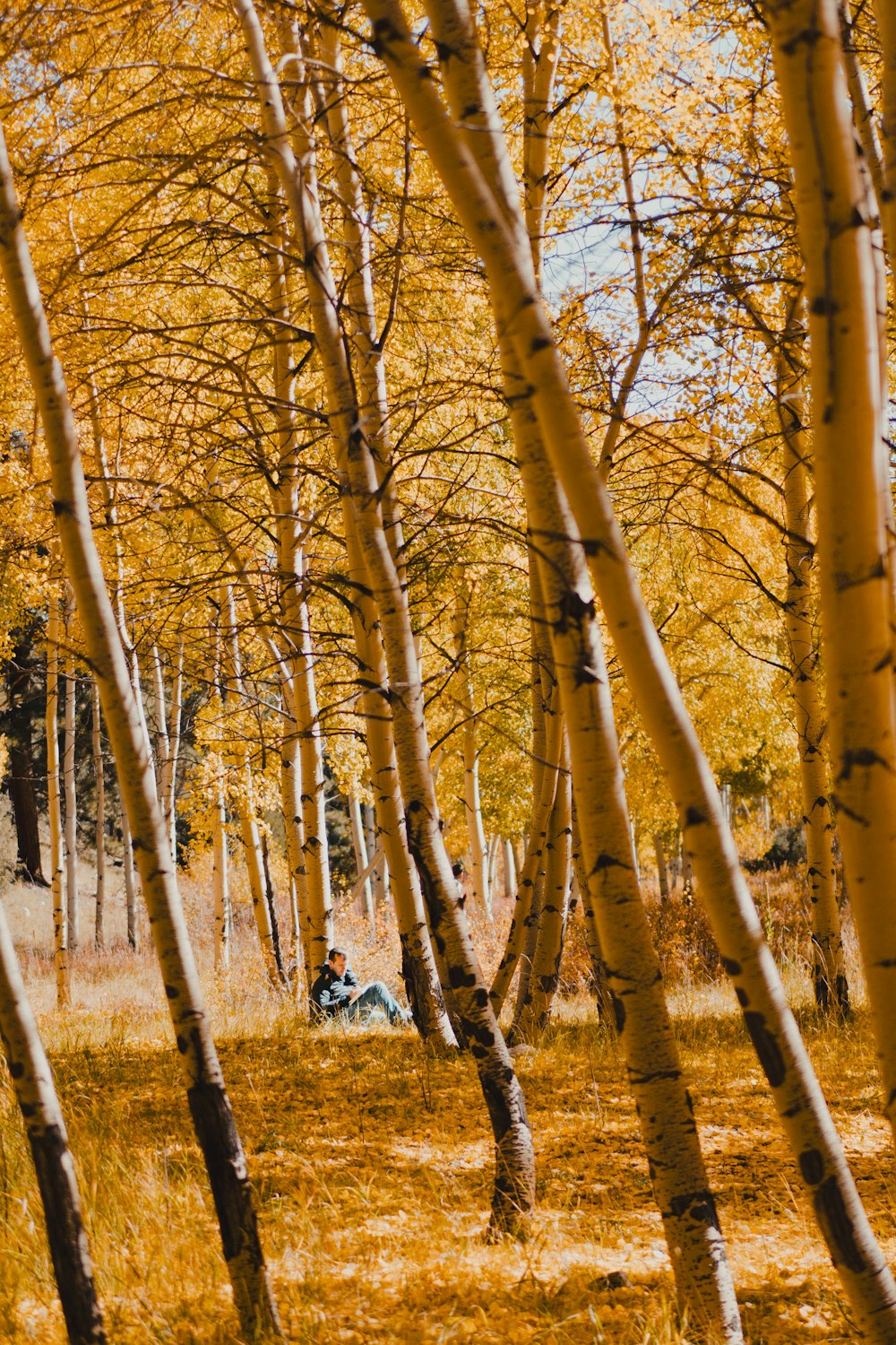 a group of trees that are in the grass