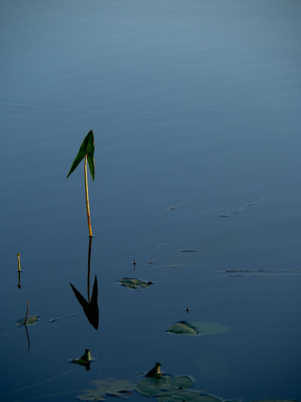 a single plant sticking out of the water