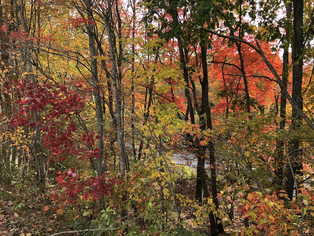 a forest filled with lots of trees covered in leaves