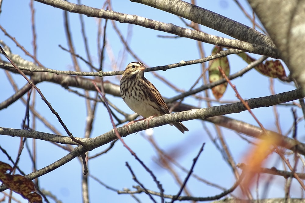 a bird sitting on a branch of a tree