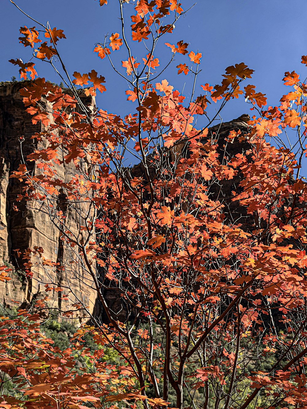 a tree with orange leaves in front of a cliff