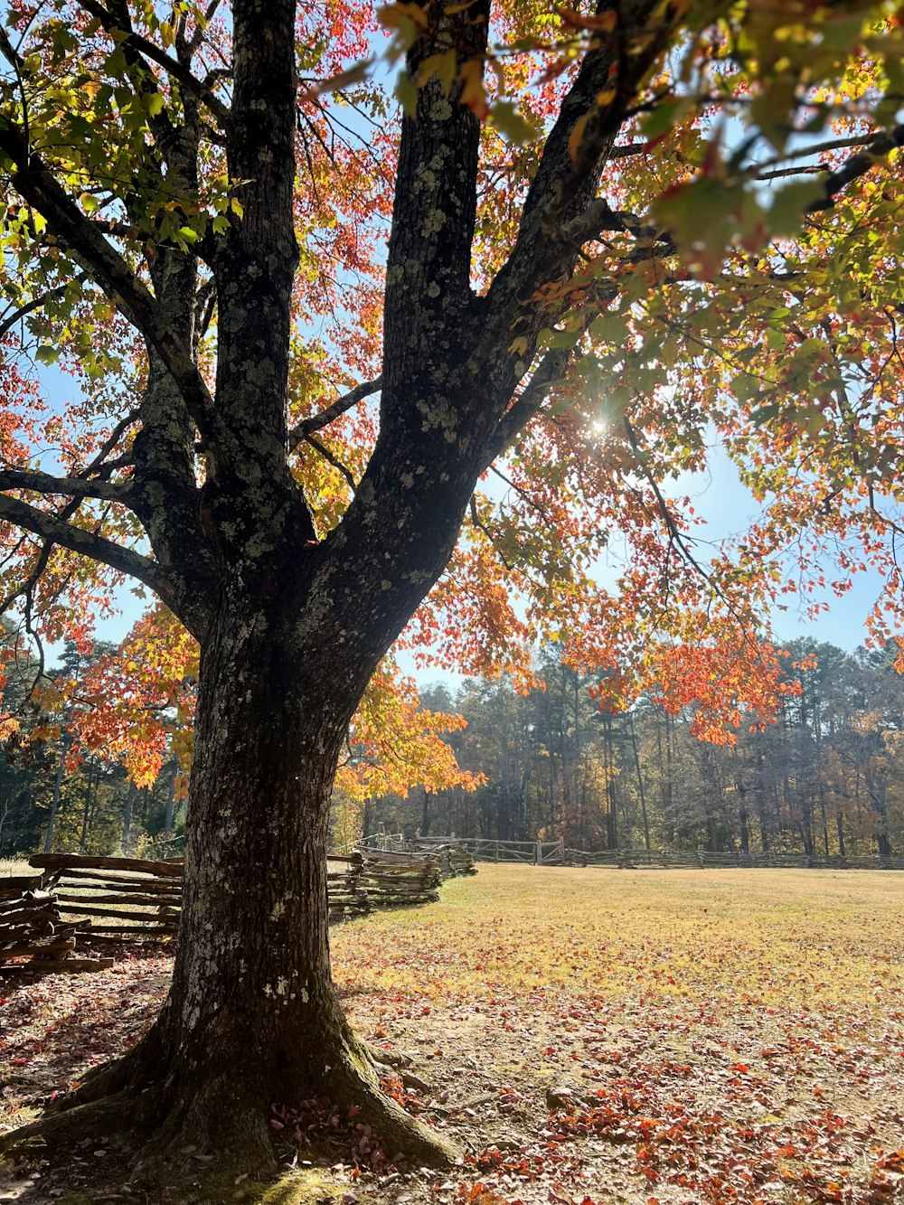 a tree in a field with leaves on the ground