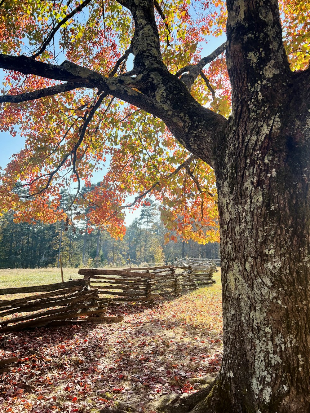 a tree with leaves on the ground next to a fence