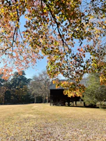 A wide-angle view of an old barn surrounded by autumn foliage under soft sunlight.