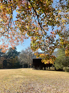 A wide-angle view of an old barn surrounded by autumn foliage under soft sunlight.