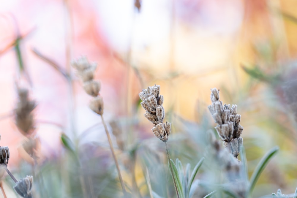 a bunch of flowers that are in the grass