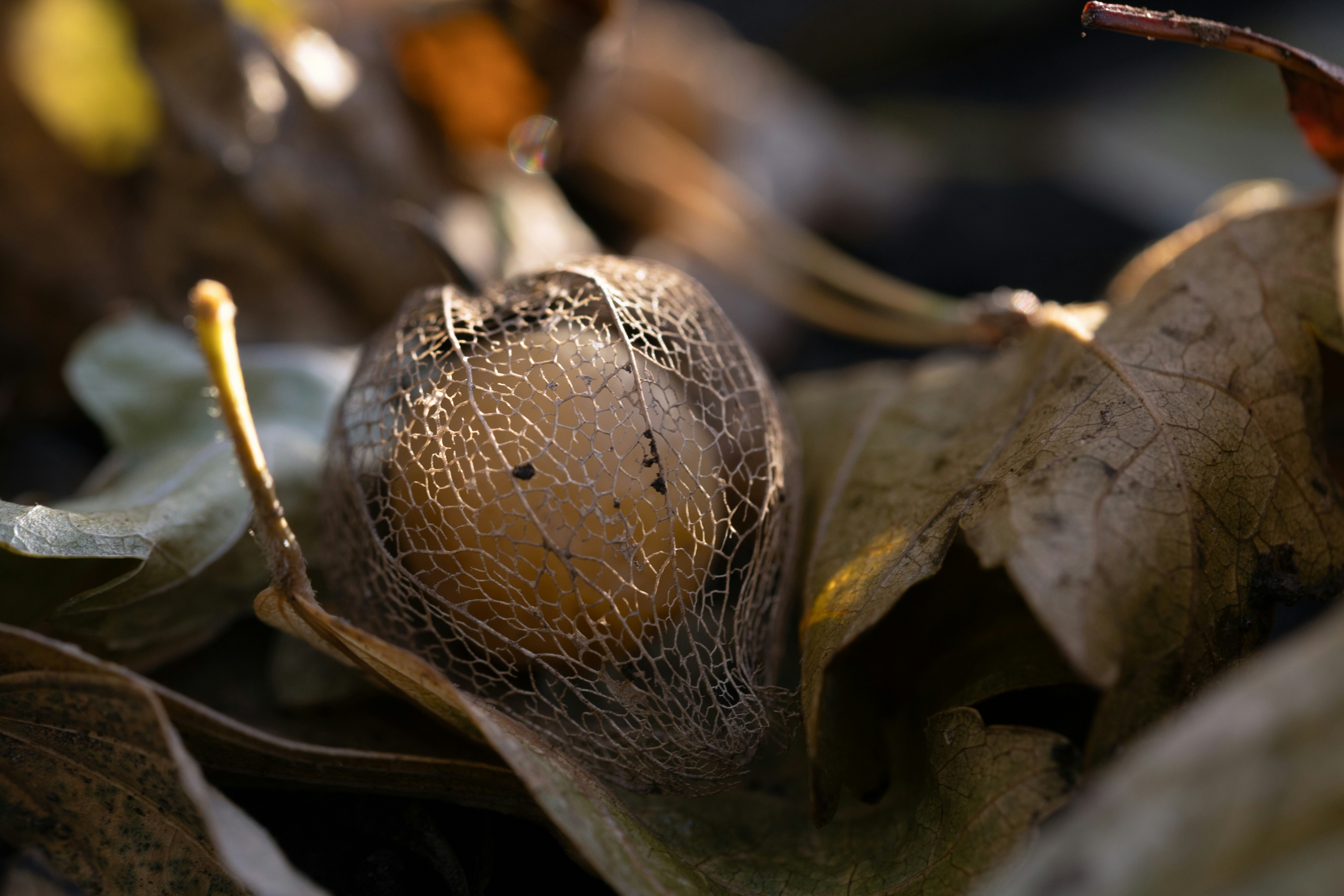 a close up of a leaf on the ground