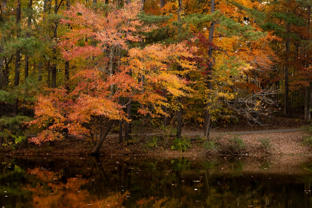 a pond surrounded by trees in the fall
