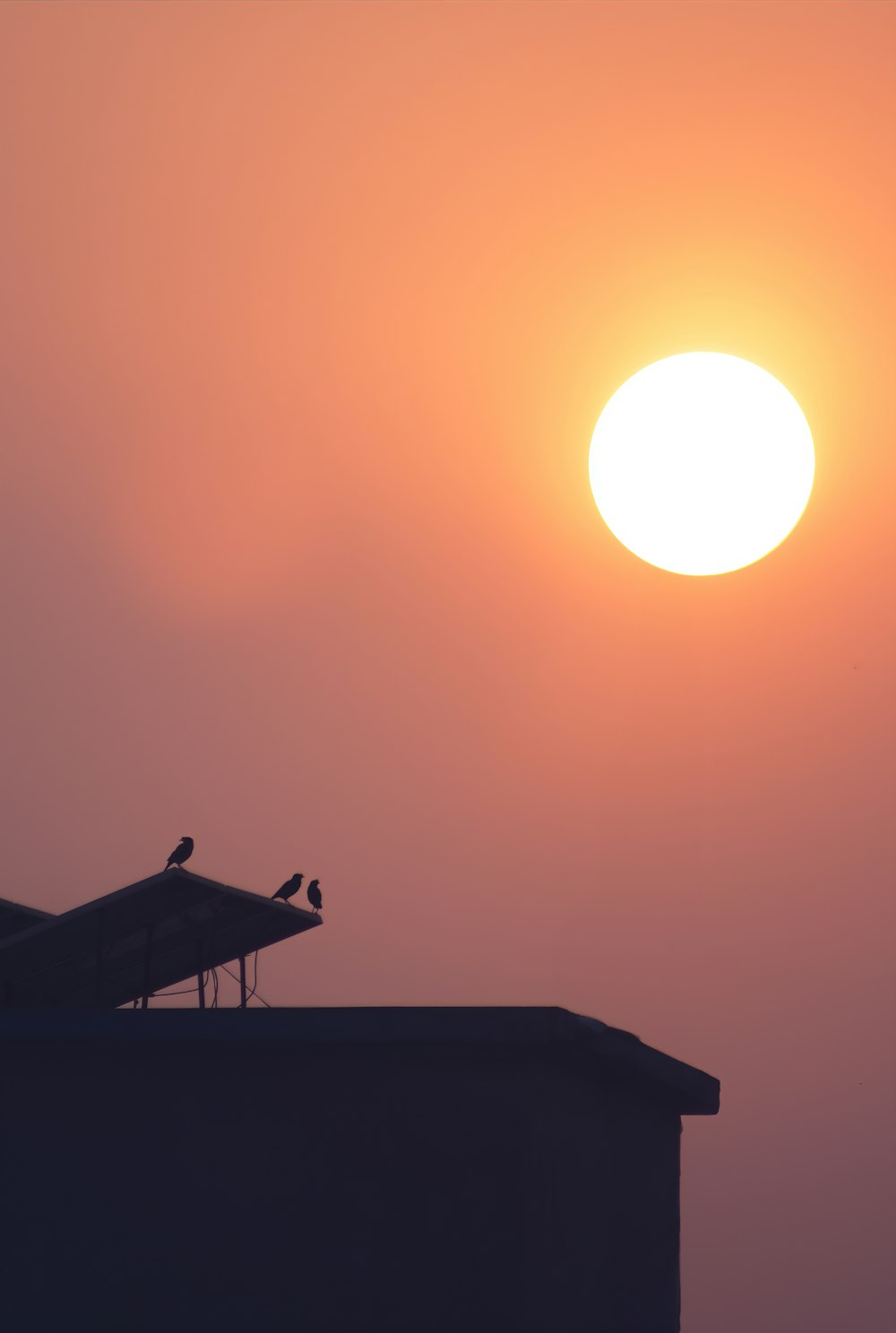 um pássaro sentado no topo de um prédio com o sol ao fundo