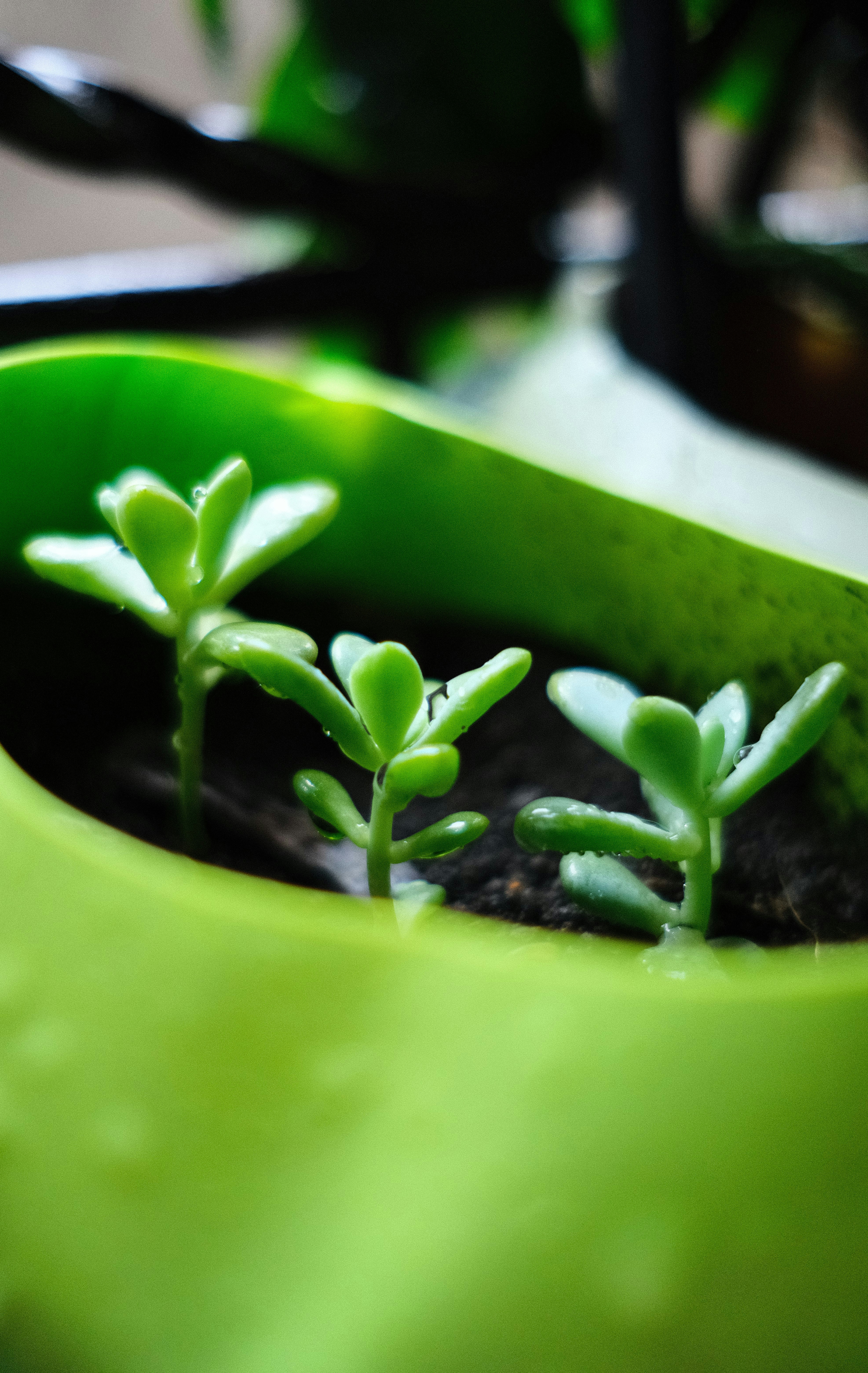 10 Best Plants Fridge Myths New Plant Owners Should Ignore