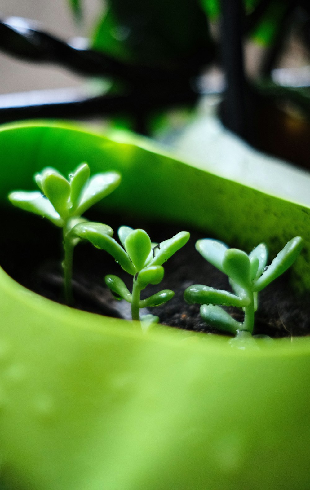 a close up of a plant in a green pot