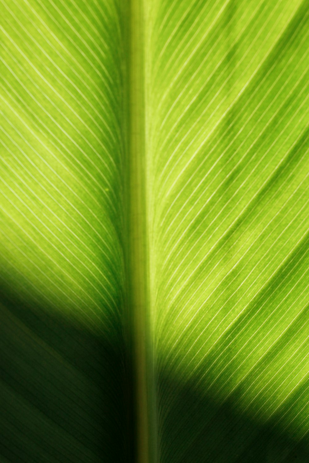 a close up of a large green leaf