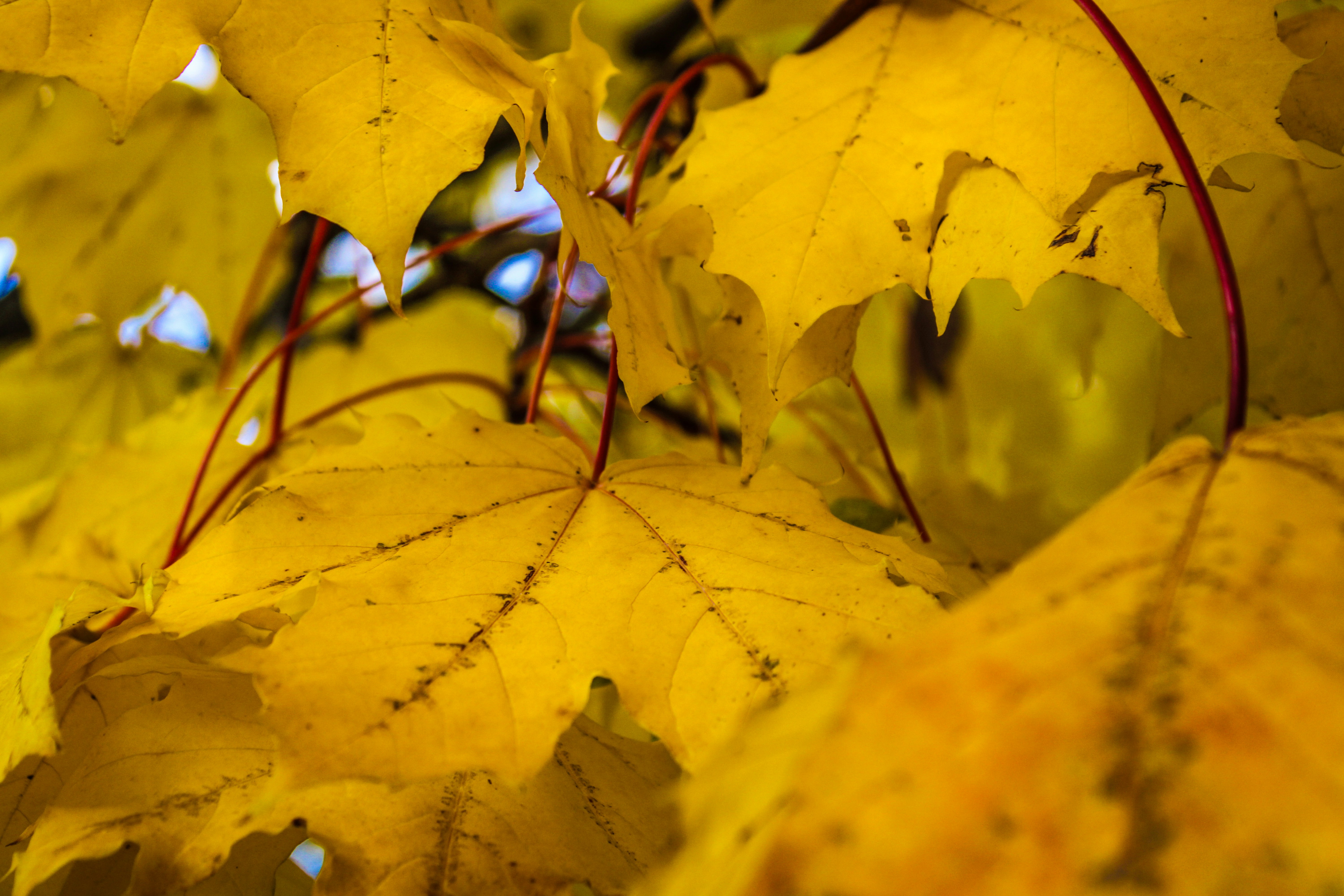 Photo by prphotography262