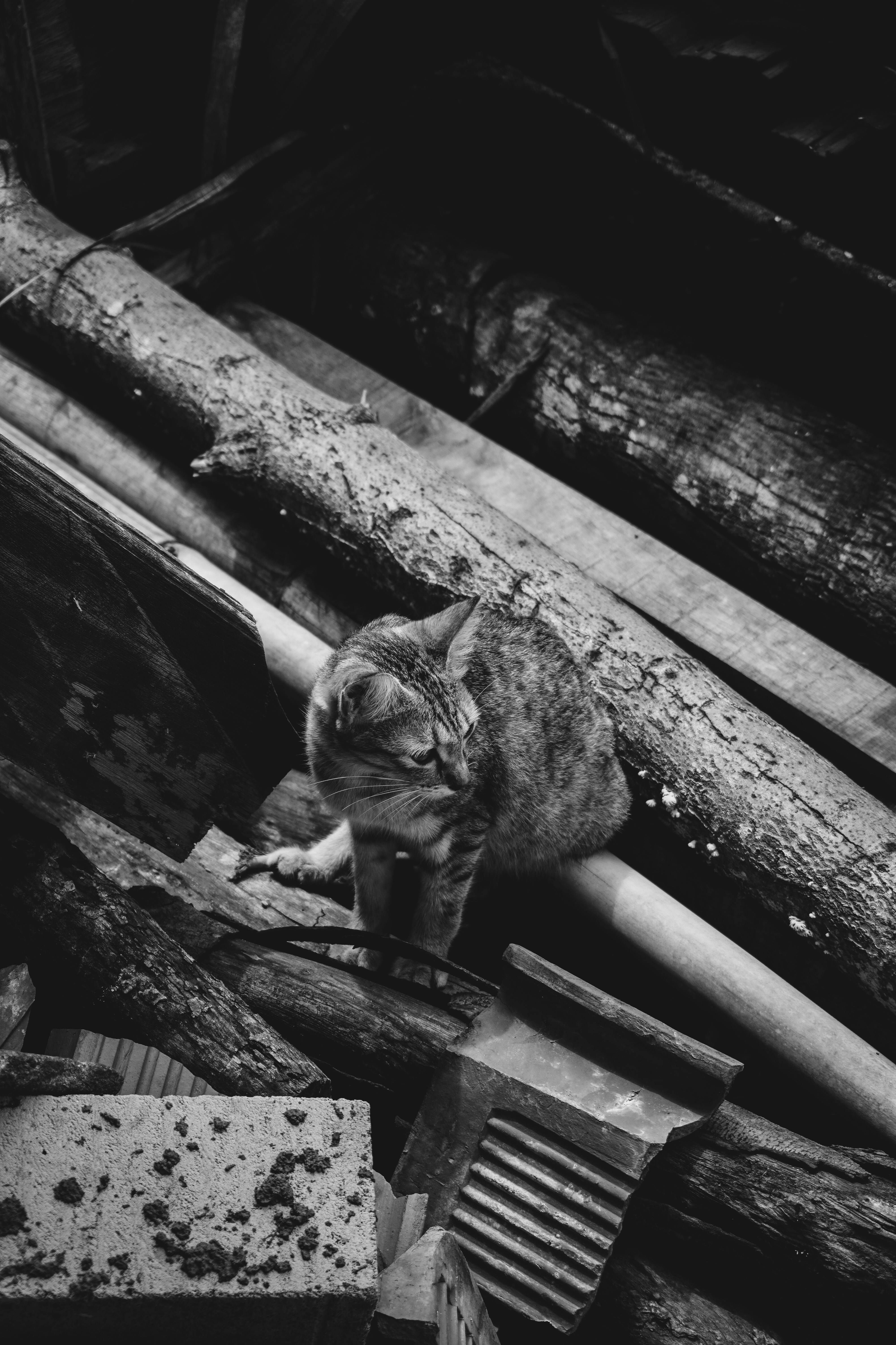a cat sitting on top of a pile of wood