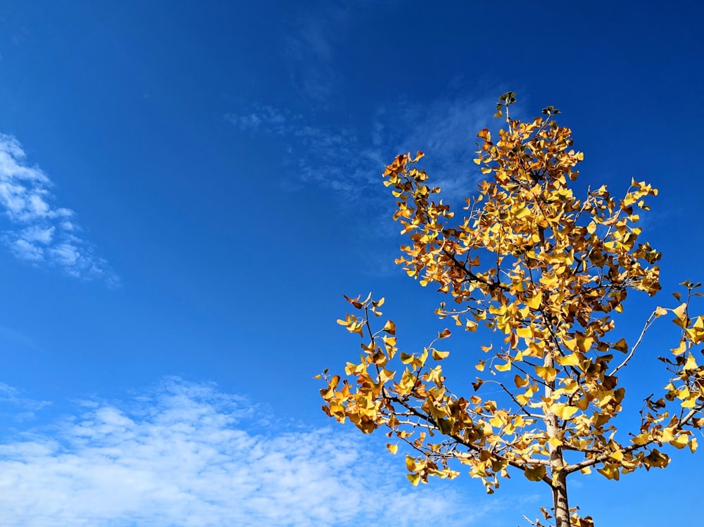 uma árvore com folhas amarelas contra um céu azul