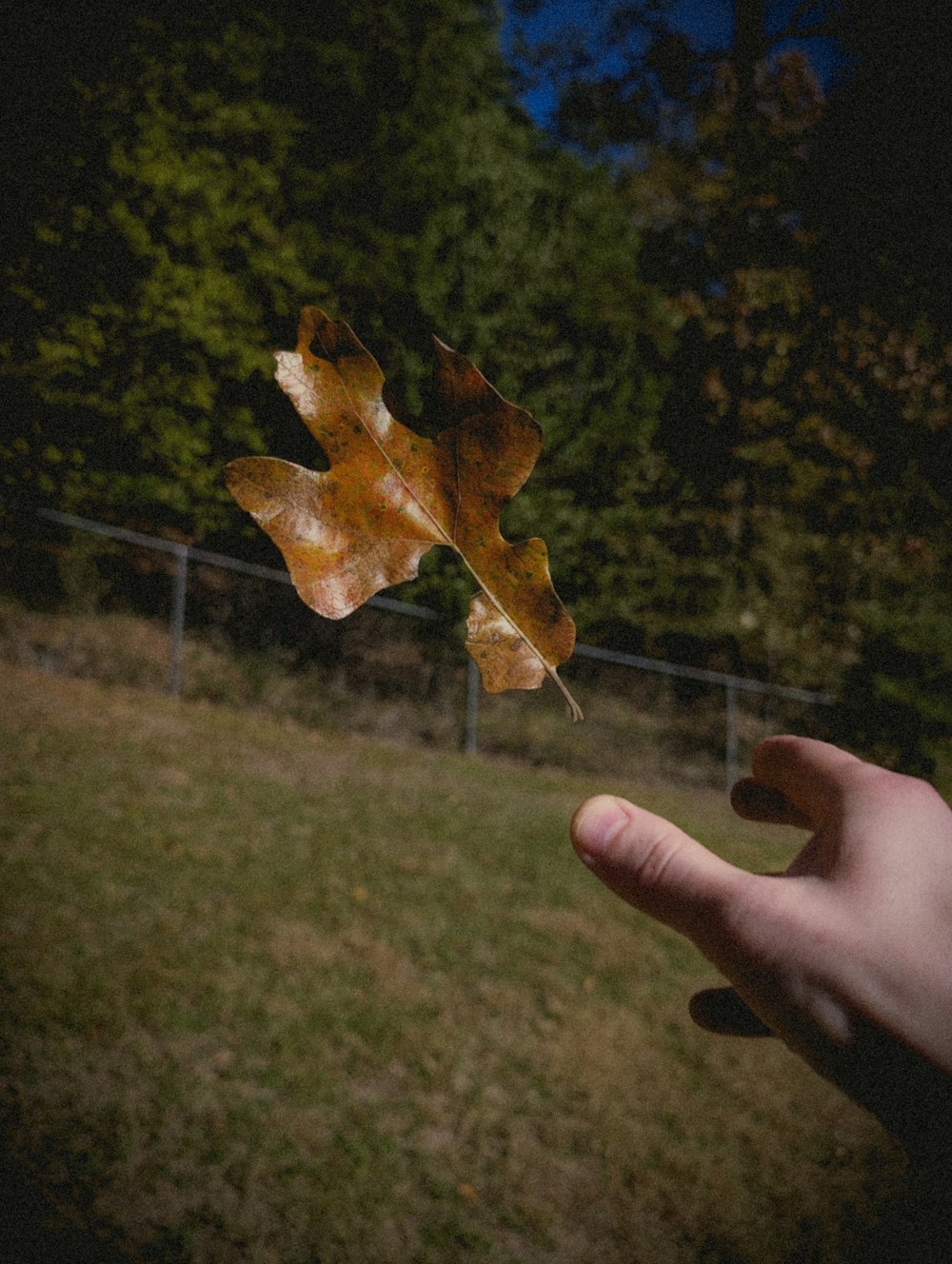 a hand holding a leaf in front of a fence