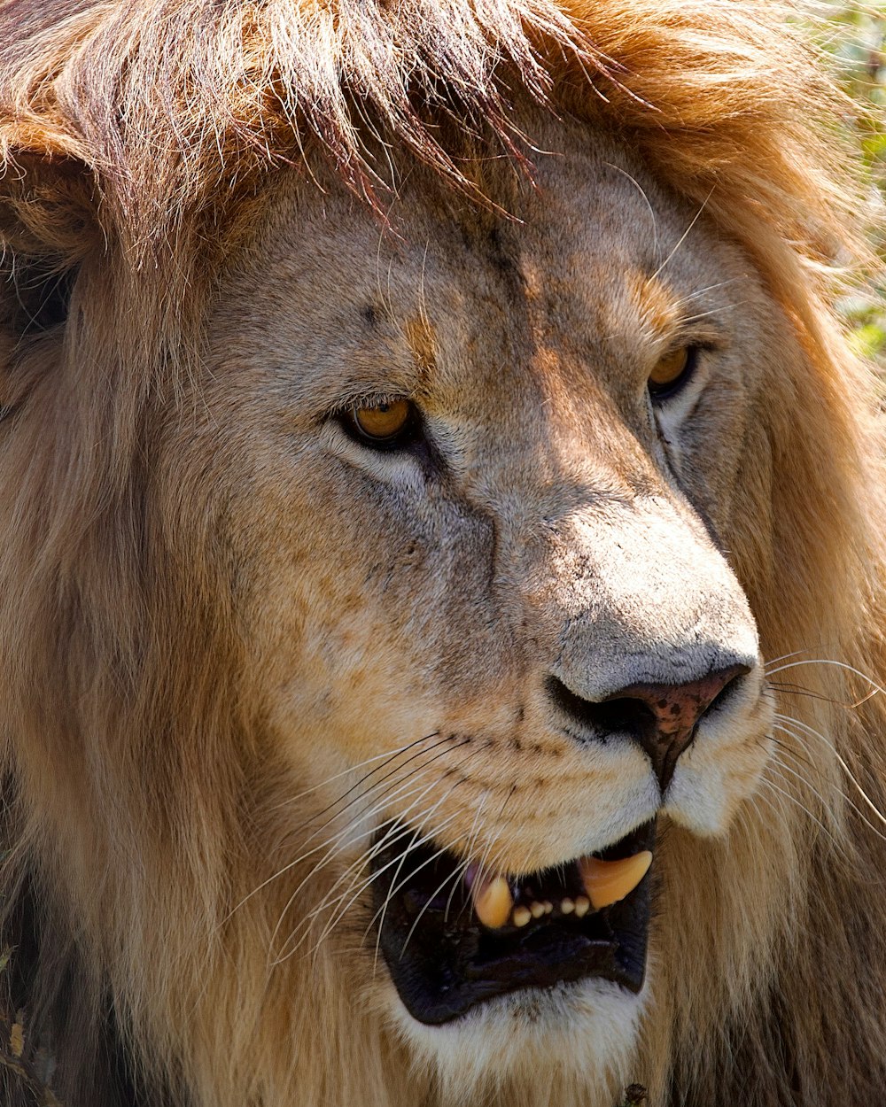 a close up of a lion's face with grass in the background