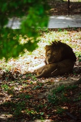 A lion rests peacefully on a bed of fallen leaves, partially shaded by the overhead tree canopy. The sunlight creates a dappled effect on the ground, highlighting the lion's relaxed posture and thick mane. Green foliage and earthy tones dominate the scene, adding a serene and natural atmosphere to the image.