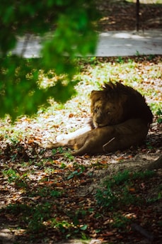 A lion rests peacefully on a bed of fallen leaves, partially shaded by the overhead tree canopy. The sunlight creates a dappled effect on the ground, highlighting the lion's relaxed posture and thick mane. Green foliage and earthy tones dominate the scene, adding a serene and natural atmosphere to the image.