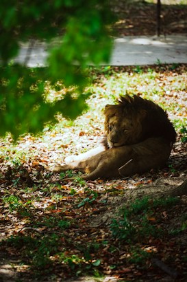 A lion rests peacefully on a bed of fallen leaves, partially shaded by the overhead tree canopy. The sunlight creates a dappled effect on the ground, highlighting the lion's relaxed posture and thick mane. Green foliage and earthy tones dominate the scene, adding a serene and natural atmosphere to the image.