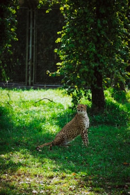 A cheetah is sitting on a lush green grassy field, partially shaded by a tree. The background is filled with dense foliage and a wire fence, indicating a zoo or wildlife preserve environment.