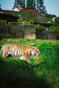 A tiger is walking through a lush green area, surrounded by grass and vegetation. In the background, there are structures that appear to be enclosures or houses with red roofs and some trees.