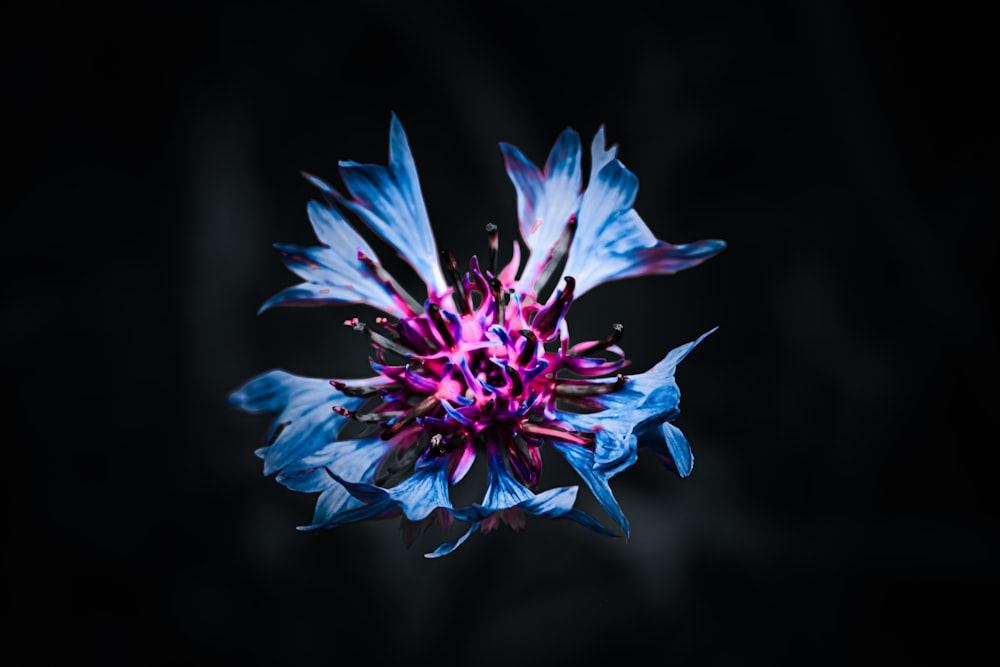 une fleur bleue et violette sur fond noir