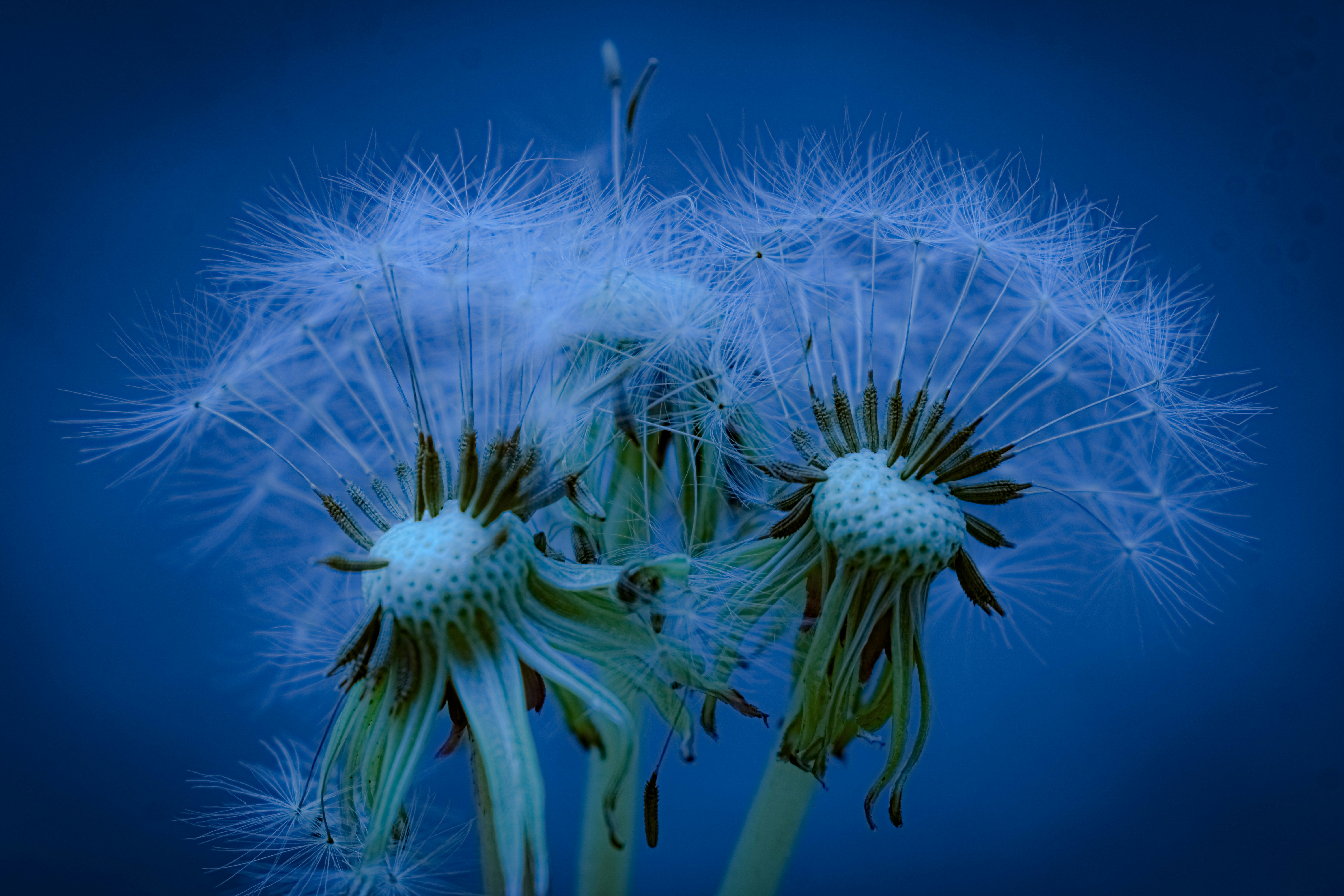 a close up of a dandelion on a blue background
