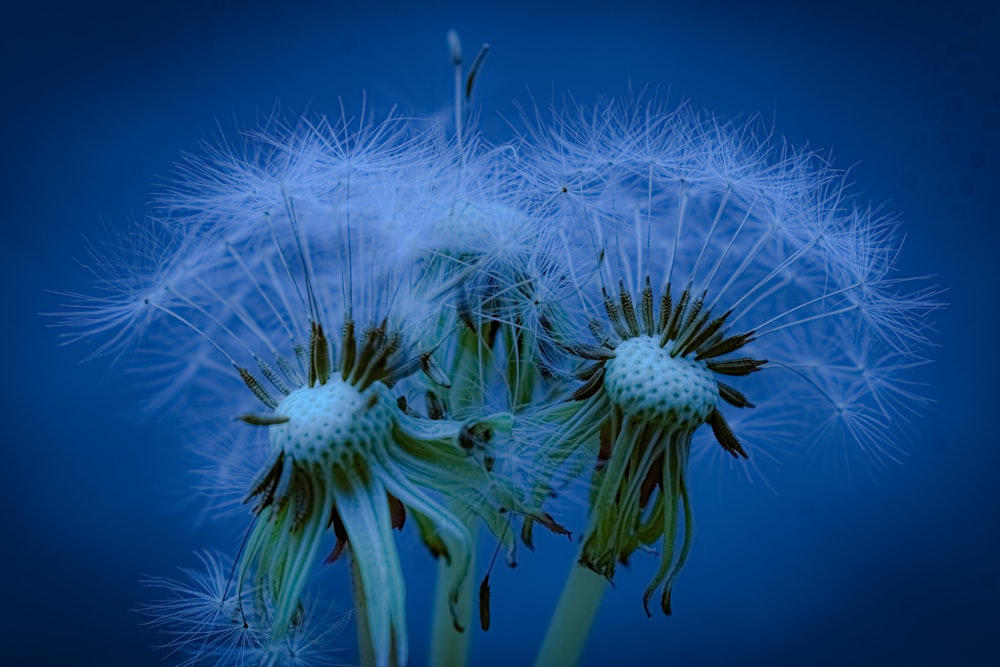 a close up of a dandelion on a blue background