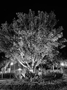 A large tree is illuminated at night, surrounded by shrubs and plants in a landscaped area. The lighting creates deep contrasts between light and shadow, enhancing the textures of the leaves and bark. The background features dimly lit buildings with visible windows and streetlights, adding an urban element to the scene.