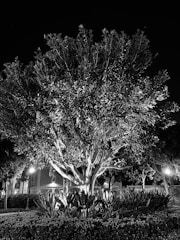 Outdoor lighting illuminating a garden with trees and shrubs at dusk.