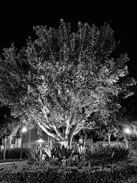 A large tree is illuminated at night, surrounded by shrubs and plants in a landscaped area. The lighting creates deep contrasts between light and shadow, enhancing the textures of the leaves and bark. The background features dimly lit buildings with visible windows and streetlights, adding an urban element to the scene.