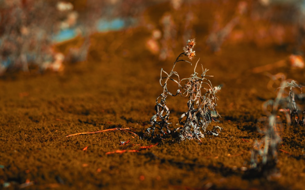 a close up of a plant in the dirt