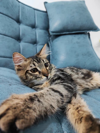 A playful senior cat stretching lazily on a soft cushion, eyes half-closed in contentment.