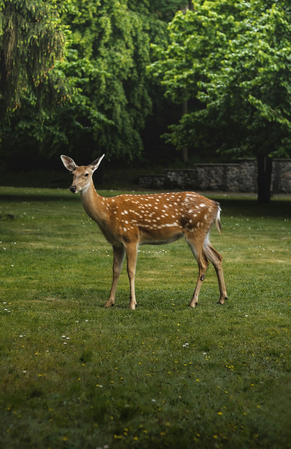 a deer standing on top of a lush green field