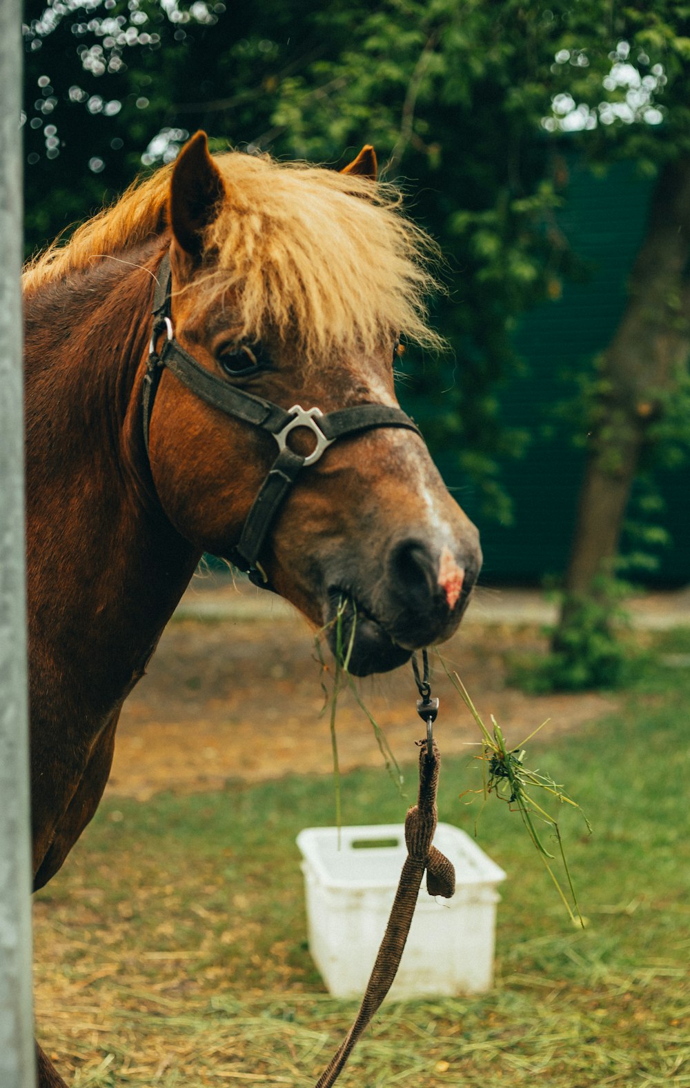 a brown horse with a long mane eating grass