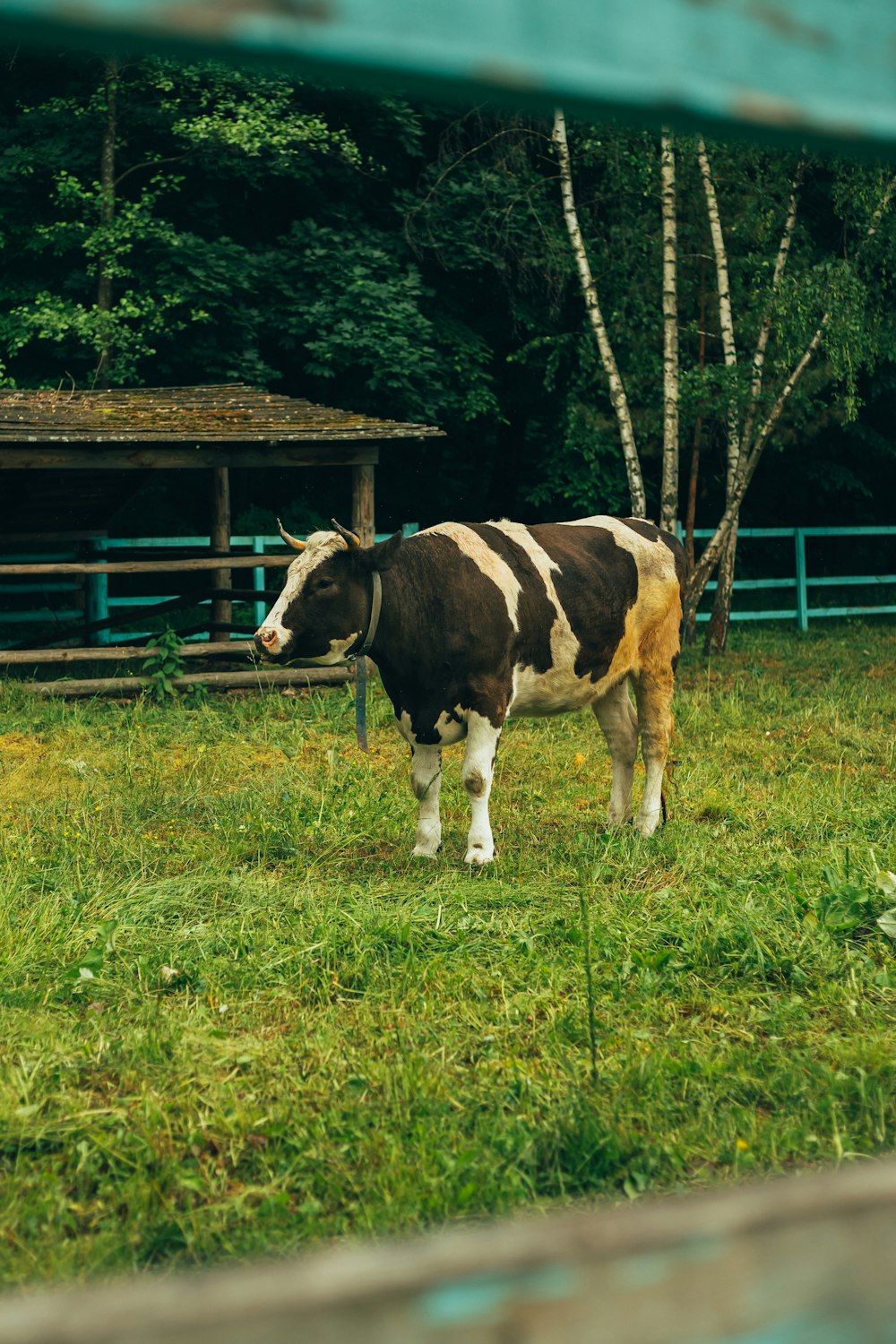 a brown and white cow standing on top of a lush green field