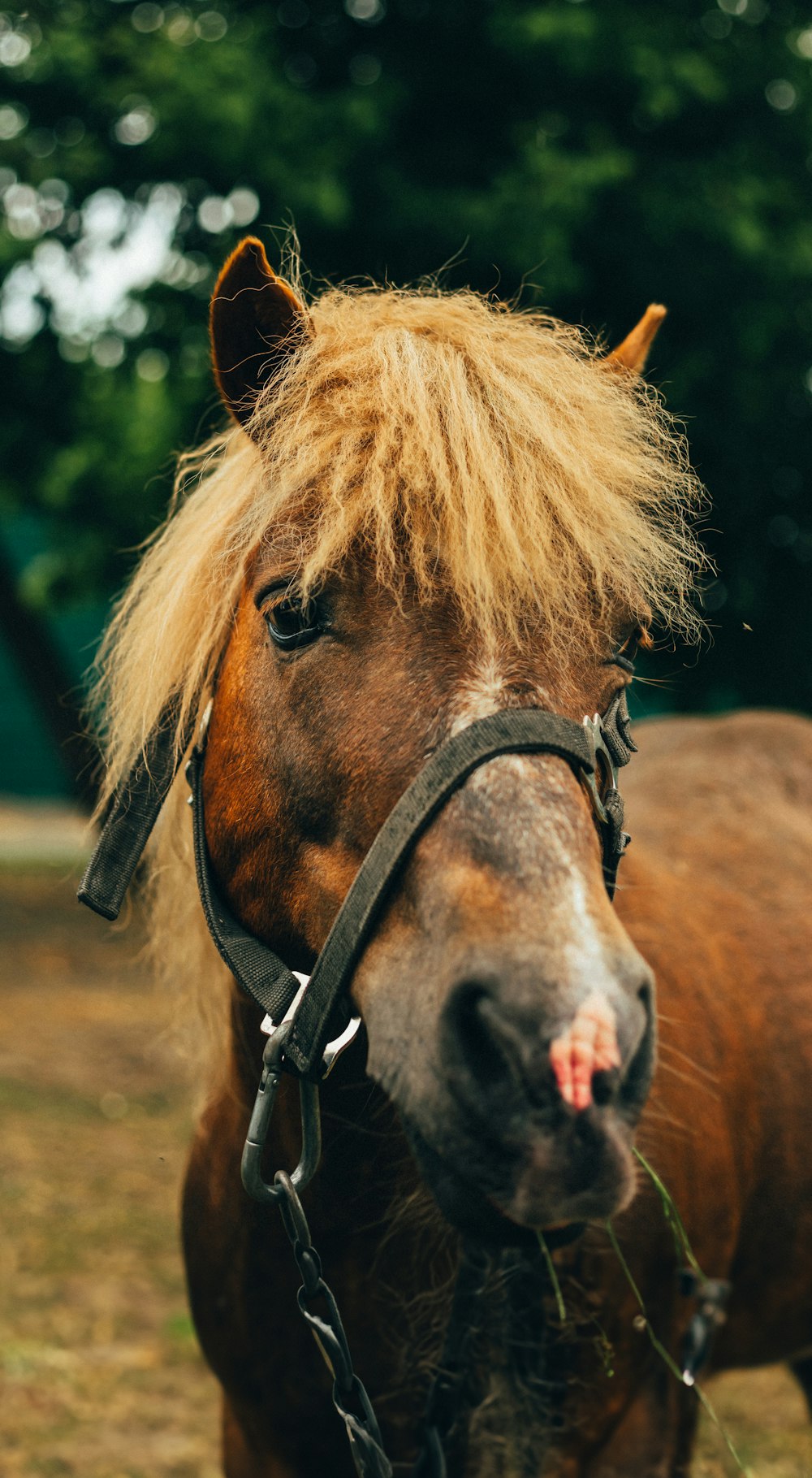 un cheval brun aux cheveux blonds debout dans un champ