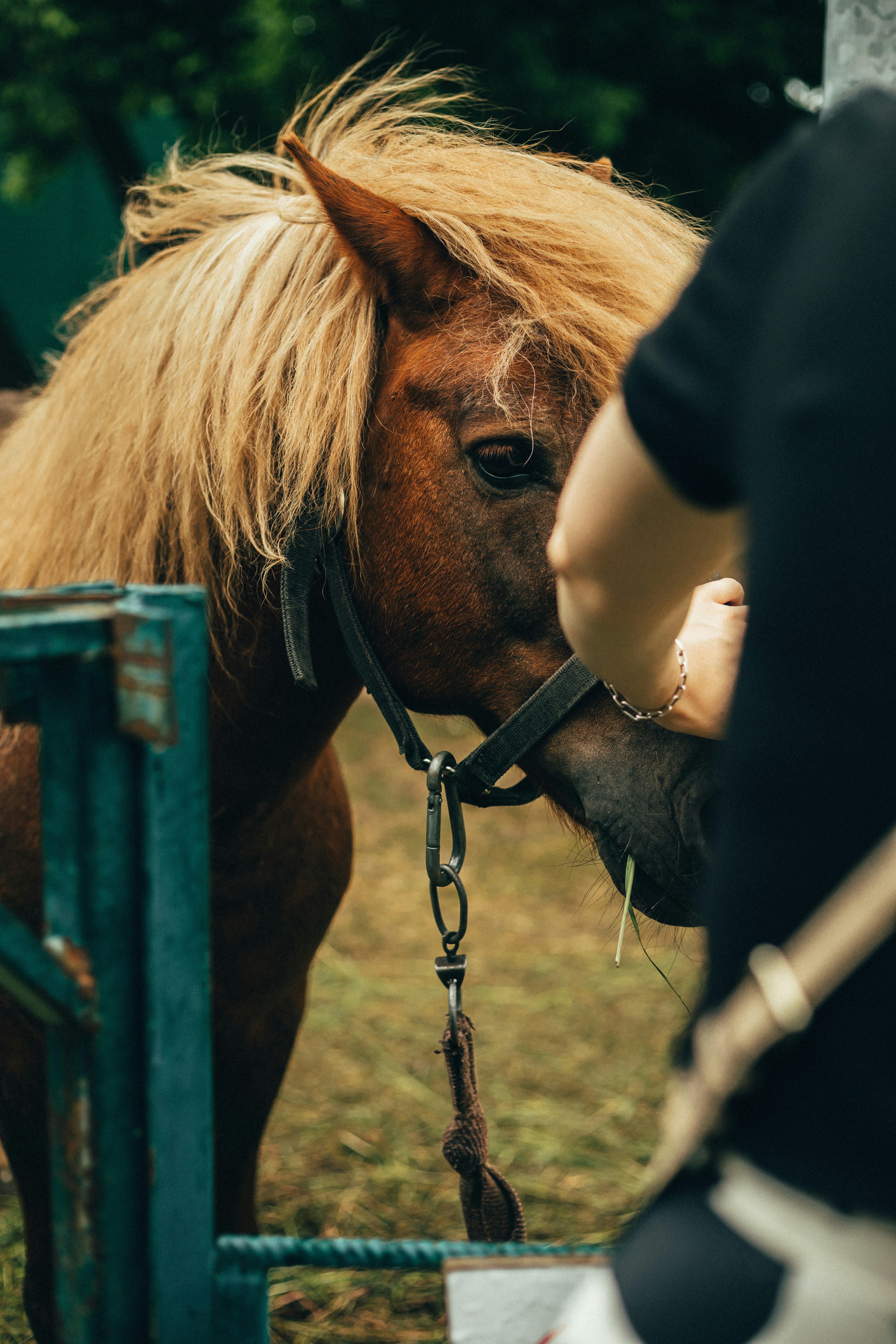 Veterinarian conducting dynamic DR imaging on a horse
