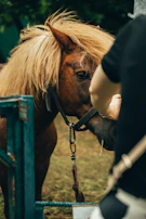 A curious pony gently accepting treats from a child's hand.