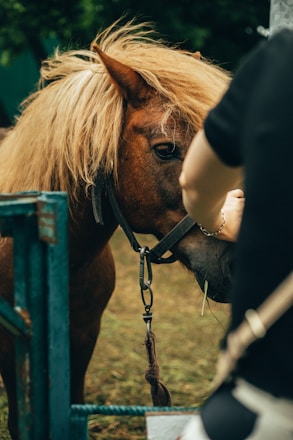 A group of people gently interacting with ponies in a sunny paddock.