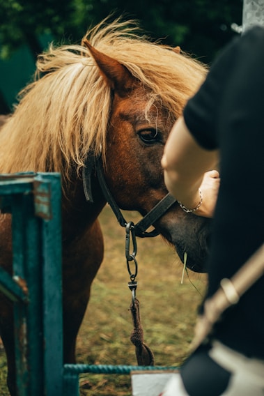 A child gently brushing a pony's coat in a sunny stable.