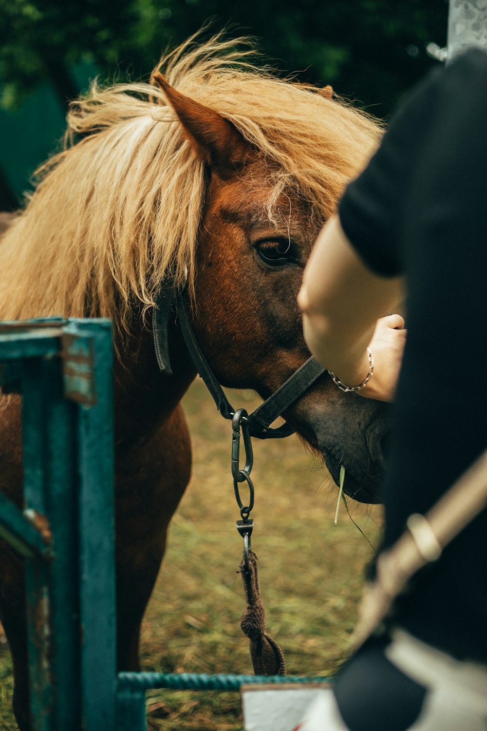 a woman is petting a brown horse
