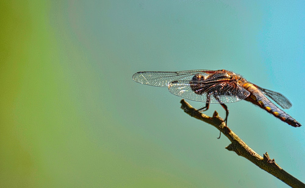 a dragonfly sitting on a twig in a tree