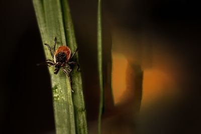 A close-up view of a tick crawling on a blade of grass. The background is blurred with warm brown and orange hues, enhancing the focus on the tick with its dark brown and reddish body.