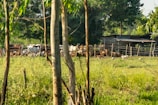 A rural landscape with a herd of cows grazing in a fenced area. There is a rustic wooden shed in the background, surrounded by lush greenery and trees. Sunlight filters through the leaves, creating a peaceful and serene atmosphere.