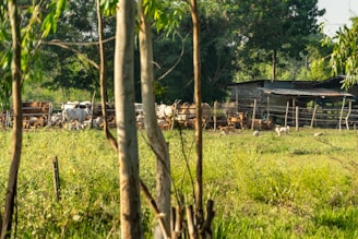 A rural landscape with a herd of cows grazing in a fenced area. There is a rustic wooden shed in the background, surrounded by lush greenery and trees. Sunlight filters through the leaves, creating a peaceful and serene atmosphere.